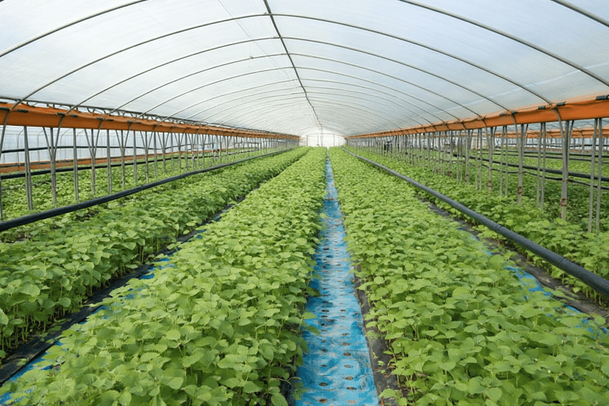 greenhouse