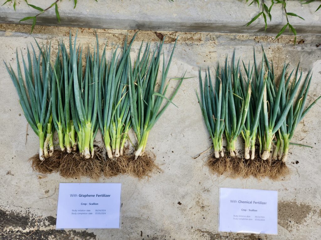 수확된 쪽파의 생육 외형 비교. 왼쪽은 그래핀 비료 사용, 오른쪽은 화학 비료 사용. Harvested scallions laid out for growth comparison. Left: graphene fertilizer, Right: chemical fertilizer.